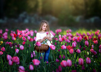 Addy Tulips